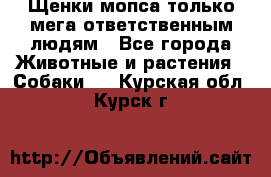 Щенки мопса только мега-ответственным людям - Все города Животные и растения » Собаки   . Курская обл.,Курск г.